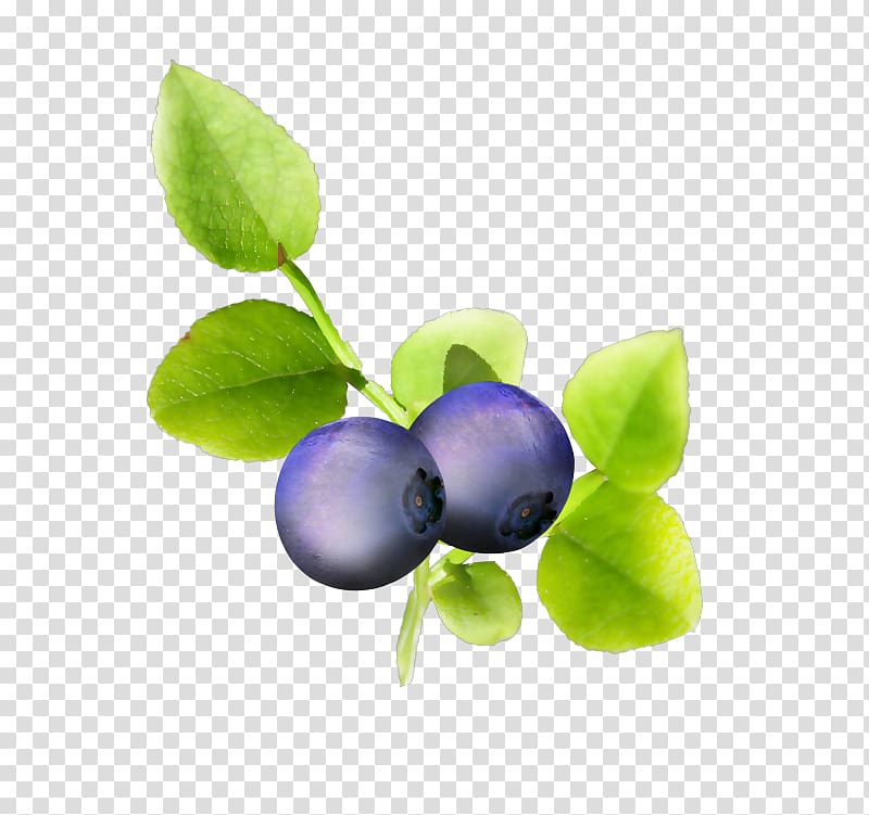 Bilberry Blueberry Violet, blueberry transparent background PNG clipart