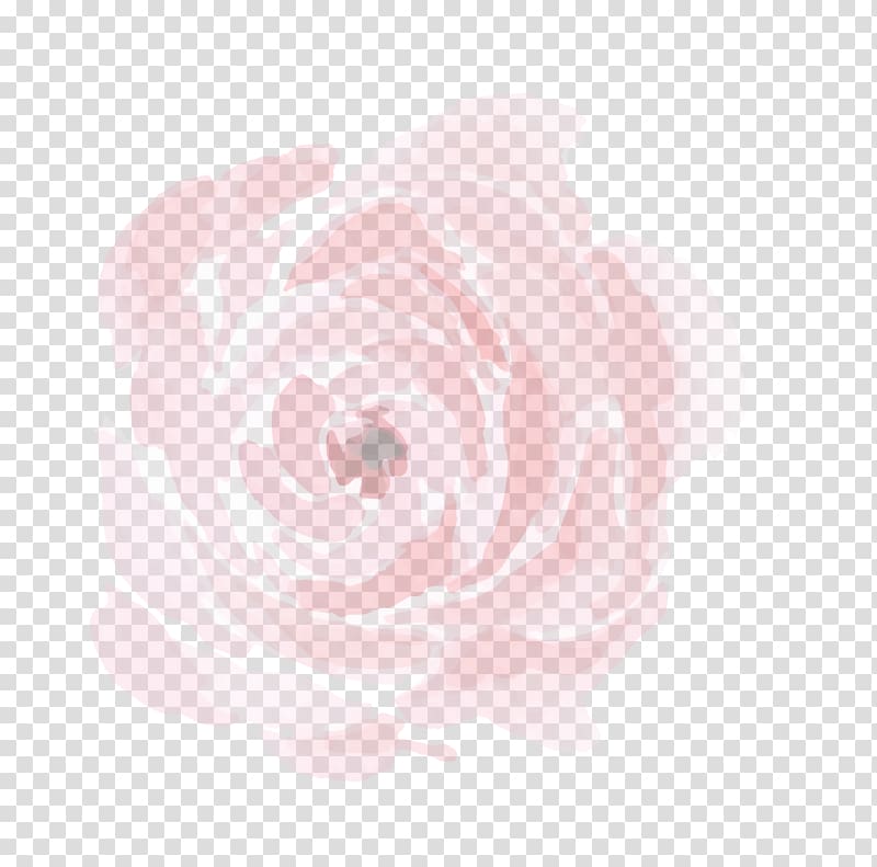 Centifolia roses Garden roses Pink Peony Petal, Romantic Flower transparent background PNG clipart