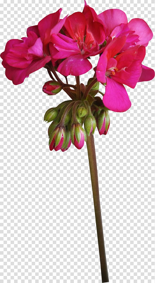 Cut flowers Crane\'s-bill Plant Geraniums, flower transparent background PNG clipart
