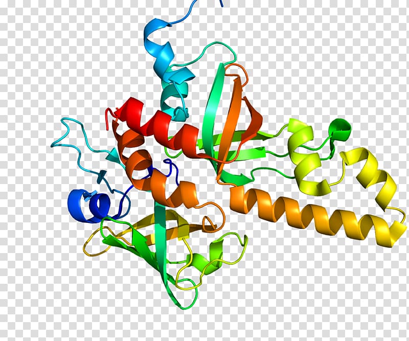 Protein Data Bank Type I topoisomerase RMI1 RecQ helicase, others transparent background PNG clipart