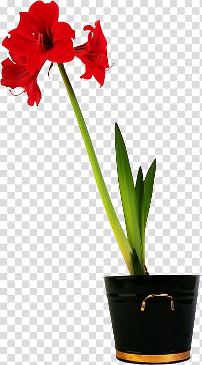 Amaryllis Flowerpot, flower transparent background PNG clipart