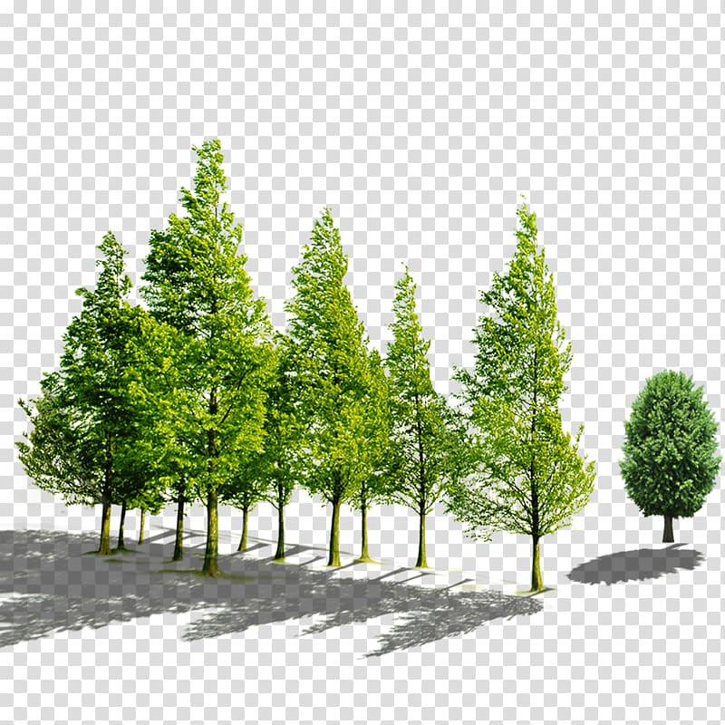 Yancheng Huasha Bridge Company Innovation Agriculture, tree transparent background PNG clipart