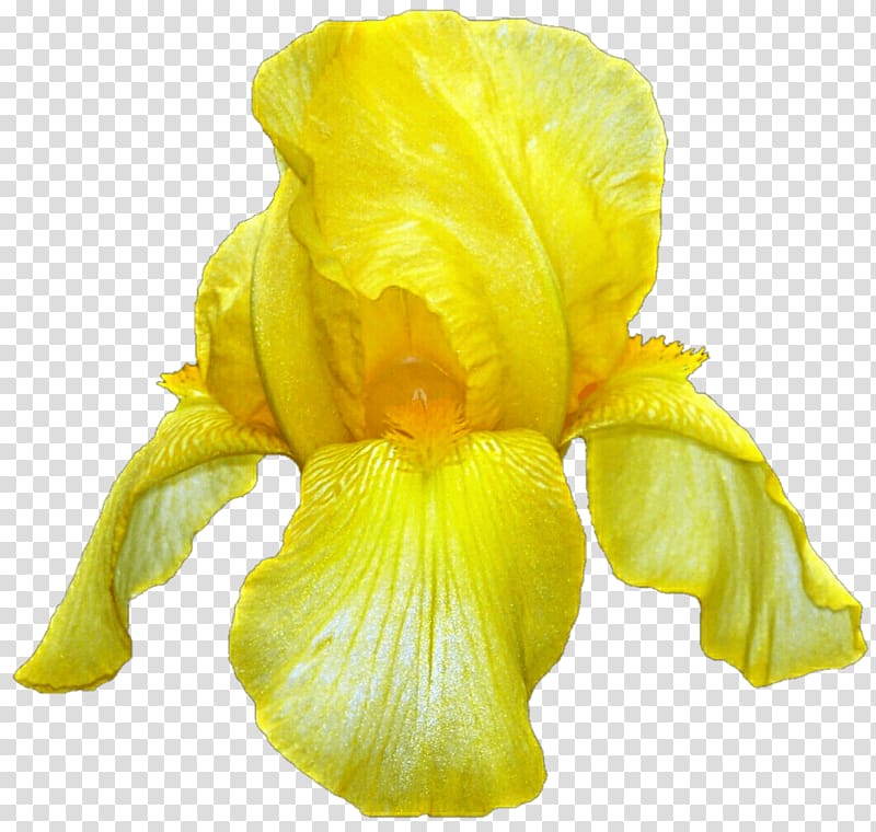 Iris pseudacorus Flower Iridaceae, flower transparent background PNG clipart