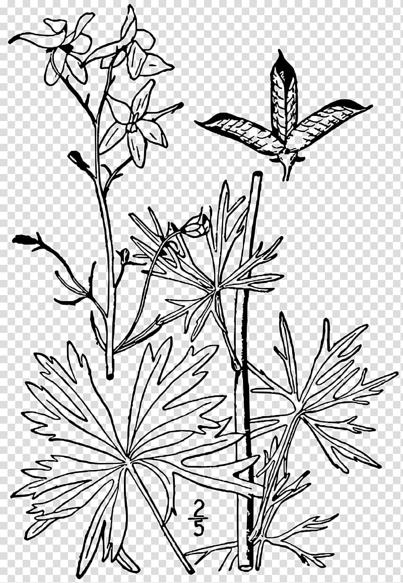 Dwarf larkspur Drawing Plant Delphinium exaltatum, plant transparent background PNG clipart