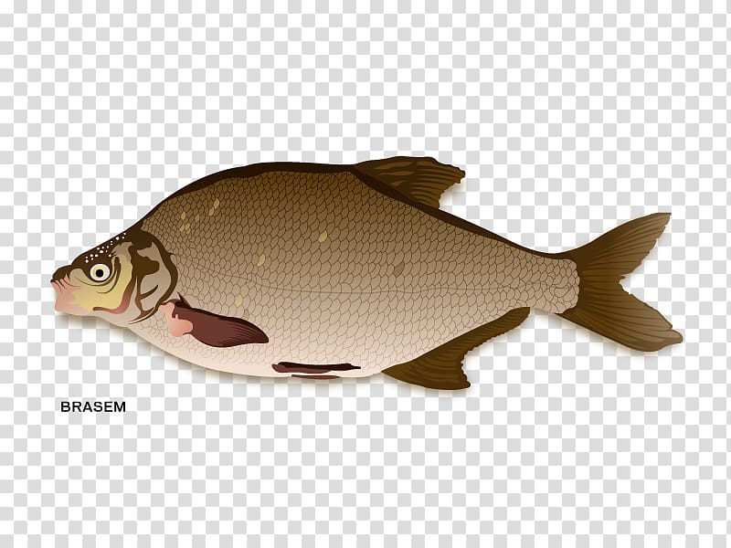 Northern red snapper Fish products Carp, fish transparent background PNG clipart