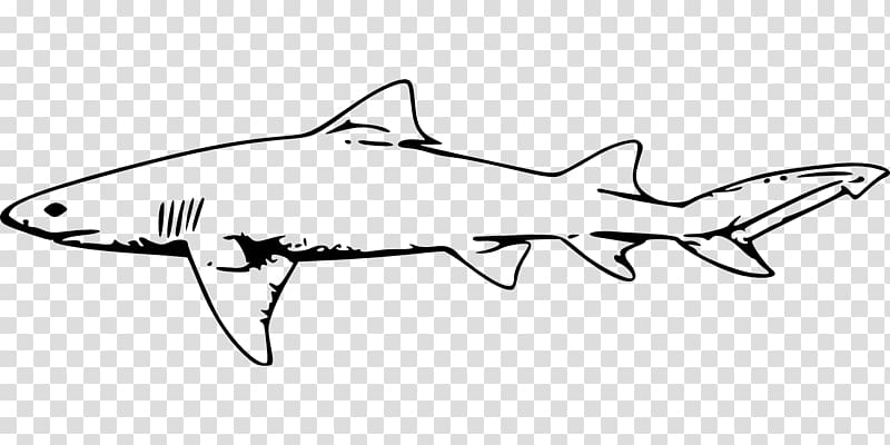 Great white shark Bull shark , big white shark transparent background PNG clipart