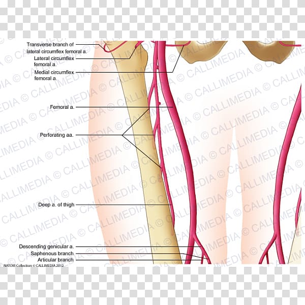 Deep artery of the thigh Finger Human leg, Anterior Communicating Artery transparent background PNG clipart