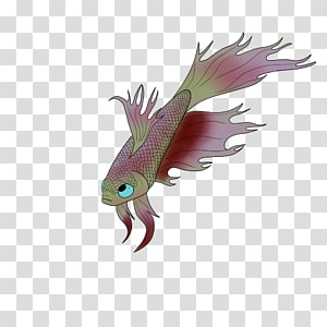 Betta Transparent Background Png Cliparts Free Download Hiclipart