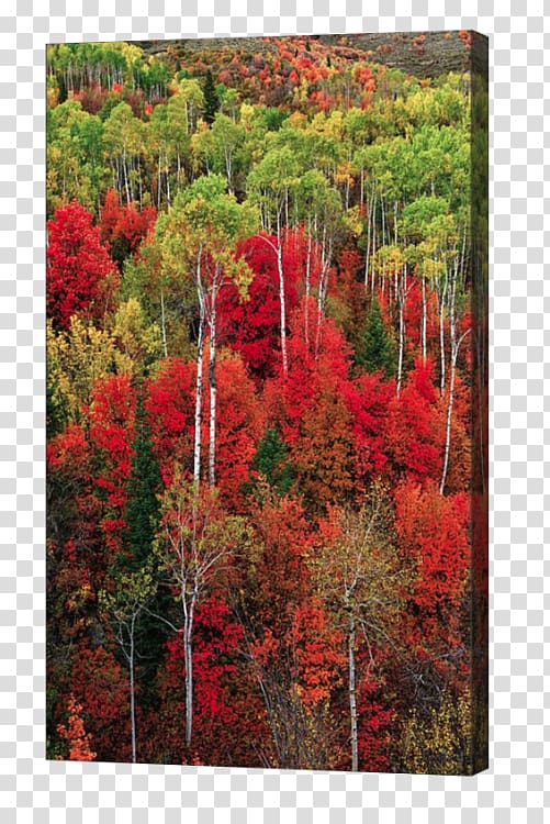 Grand Teton National Park Yellowstone National Park Snake River Jackson Idaho Panhandle National Forests, forest transparent background PNG clipart