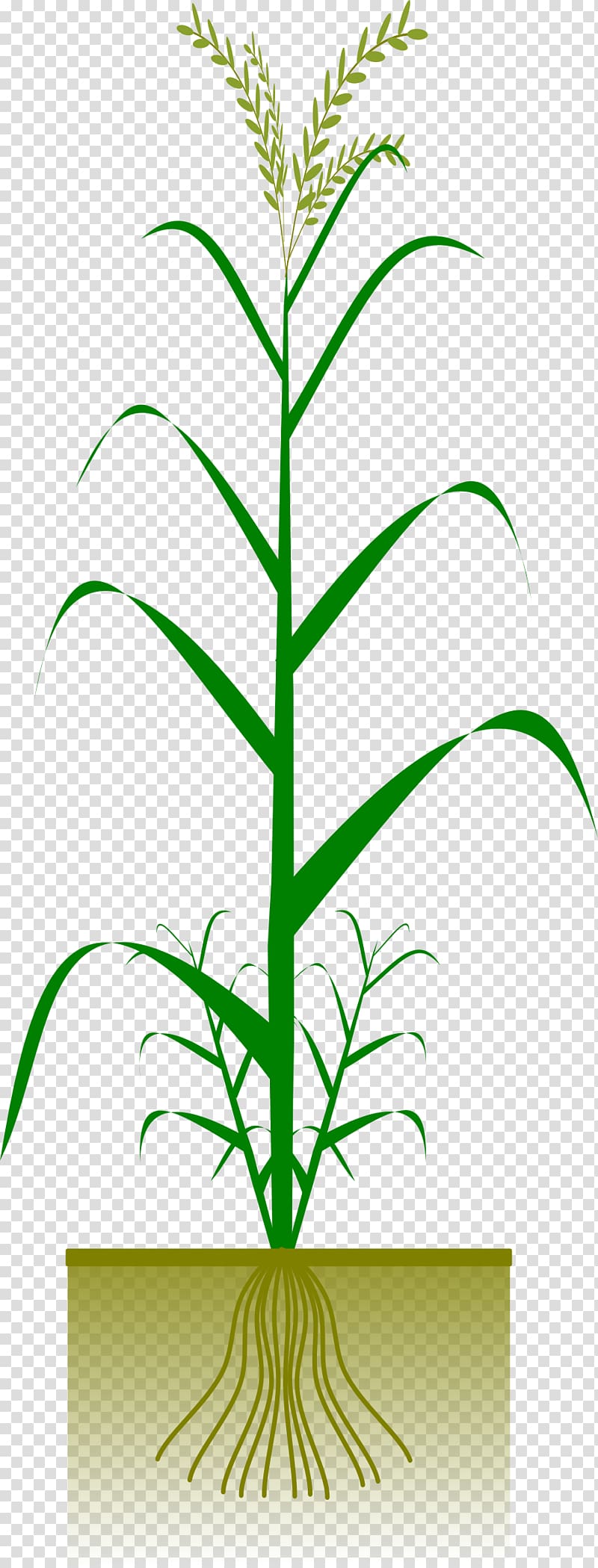 Maize Plant Crop Cereal , rice transparent background PNG clipart