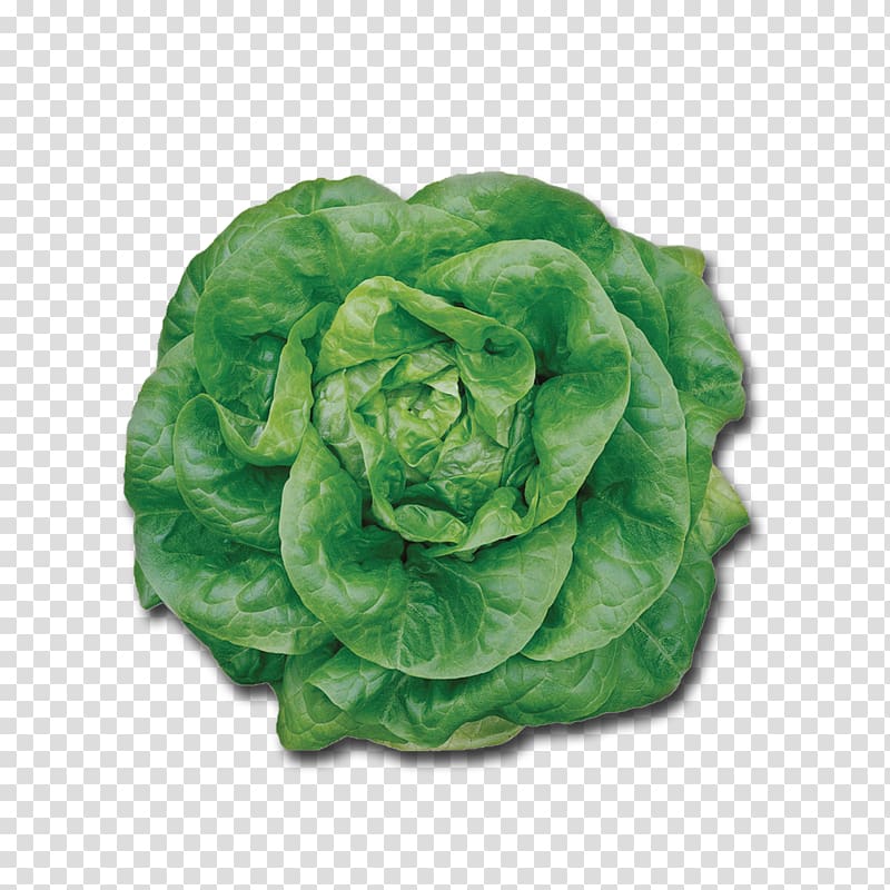 Butterhead lettuce Iceberg lettuce Endive Romaine lettuce Vegetable, vegetable transparent background PNG clipart