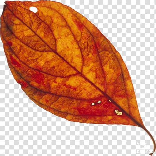 Leaf , Leaf transparent background PNG clipart