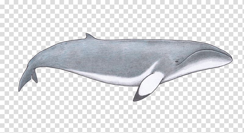 Porpoise Tucuxi Whale Rough-toothed dolphin Common bottlenose dolphin, jurassic animals transparent background PNG clipart