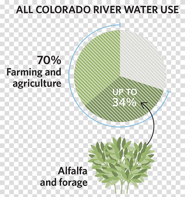 Colorado River Water Food, Alfalfa transparent background PNG clipart