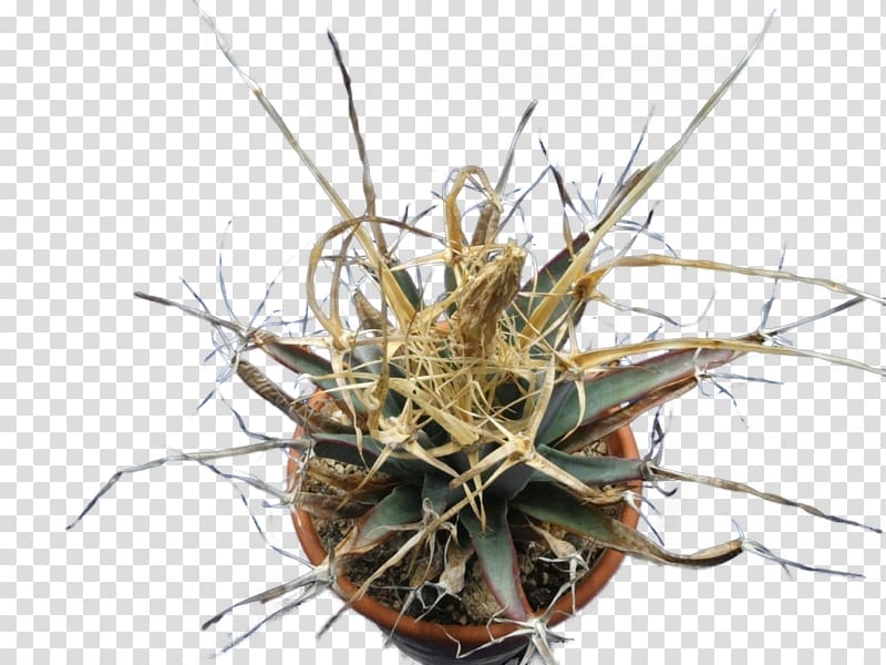 Cactaceae Astrophytum myriostigma Leuchtenbergia Astrophytum asterias Strawberry hedgehog cactus, sansevieria transparent background PNG clipart