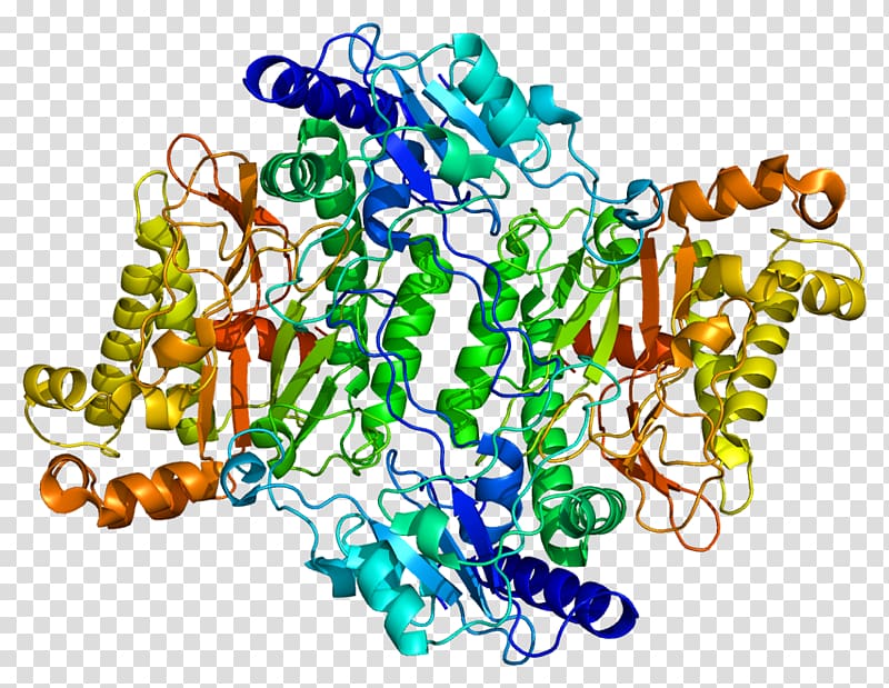 Prolidase deficiency PEPD Enzyme Dipeptidase Pyrococcus furiosus, protein transparent background PNG clipart