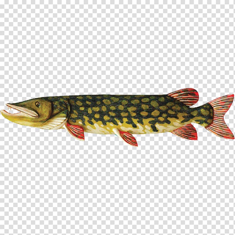 Coastal cutthroat trout Northern pike Salmon Common bream Rybinskie ryby, fish transparent background PNG clipart