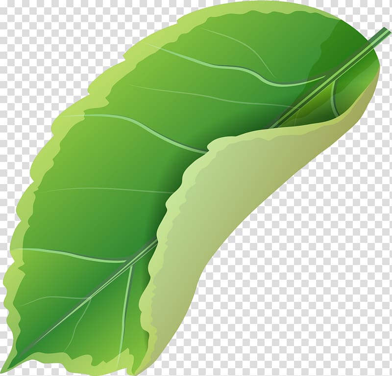 Leaf Green Designer, Simple green leaves transparent background PNG clipart