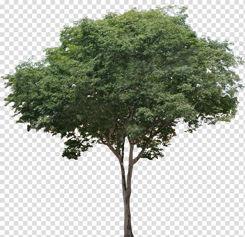 Common fig Tree Branch Tropical rainforest, tree transparent background PNG clipart