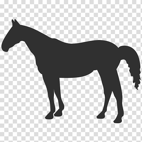 American Quarter Horse graphics Illustration Western pleasure, Silhouette transparent background PNG clipart