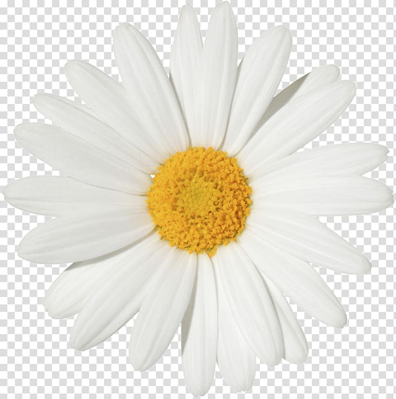 yellow daisy flower illustration, Common daisy Transvaal daisy Flower , margarita transparent background PNG clipart