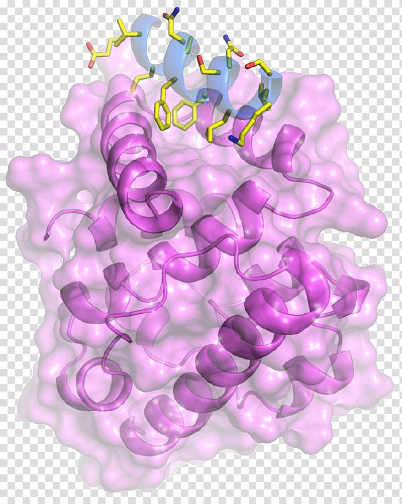 Protein Data Bank Life Insurance Corporation DominguezLab Dynein BAIAP2, Cdc42 transparent background PNG clipart