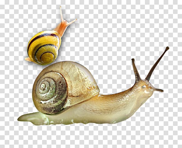 Sea snail Orthogastropoda Slug Cosmetics, Walking snail transparent background PNG clipart
