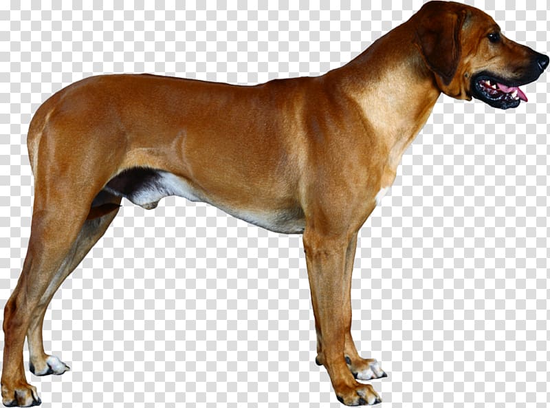 Rhodesian Ridgeback Redbone Coonhound Broholmer Tosa English Foxhound, puppy transparent background PNG clipart