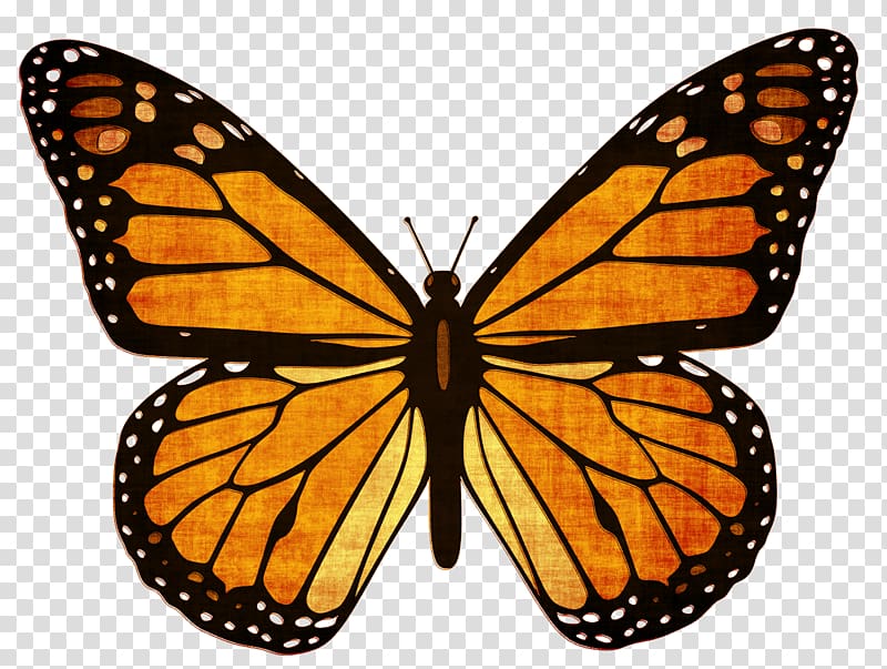 Monarch butterfly Viceroy Animal migration Milkweed butterfly, butterfly transparent background PNG clipart