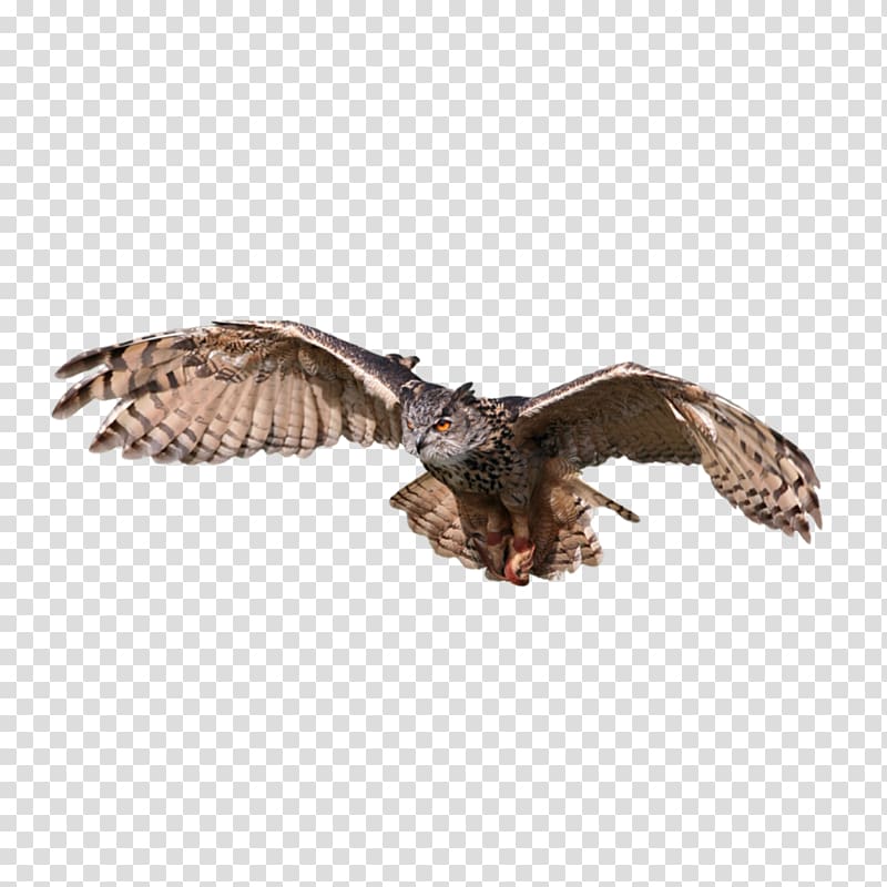 Bird Snowy owl Eurasian eagle-owl Great Horned Owl Tawny owl, Bird transparent background PNG clipart