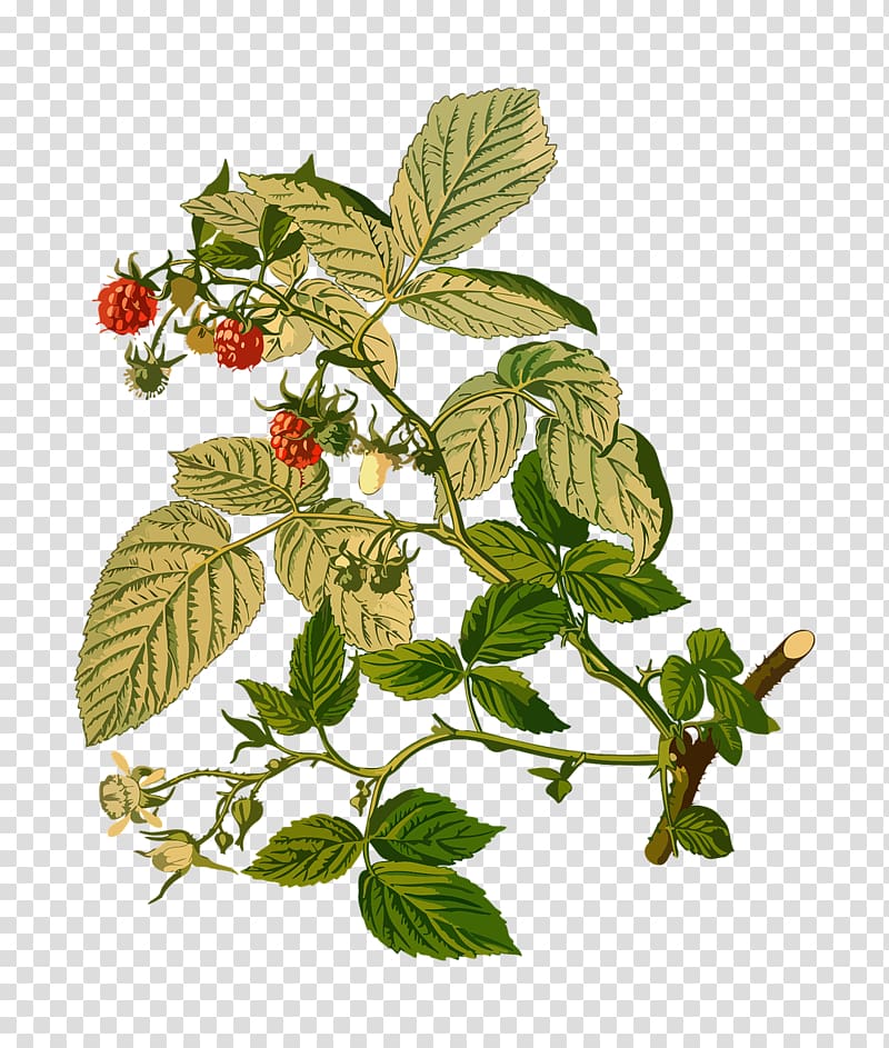 Rubus Red raspberry Rosoideae, Herbs Berry transparent background PNG clipart