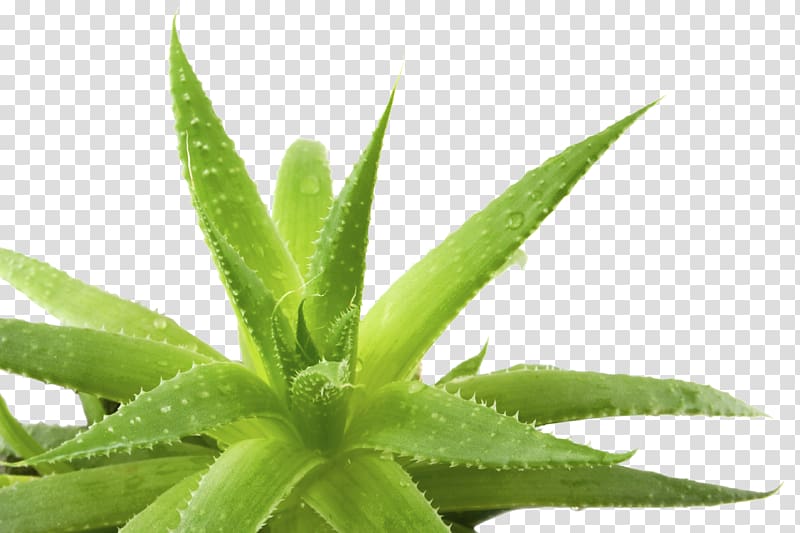 aloe vera plant, Aloe vera Aloe ferox Gel, Aloe Background transparent background PNG clipart