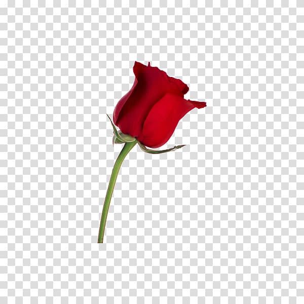 Desktop Rose Flower, Angry Birds transparent background PNG clipart