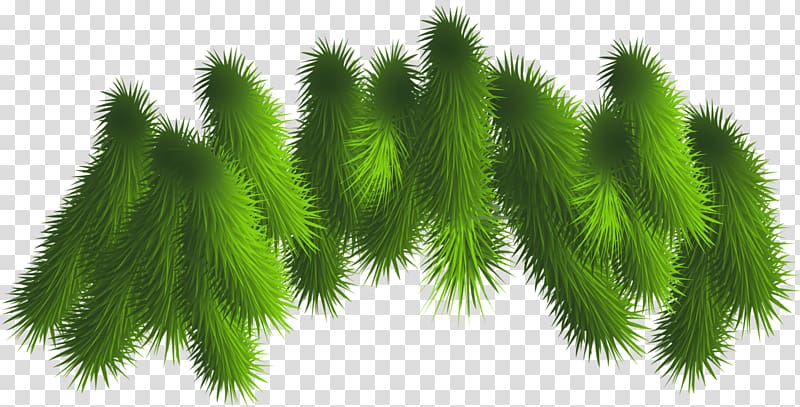 green leaf plant illustration, , Pine Branches transparent background PNG clipart