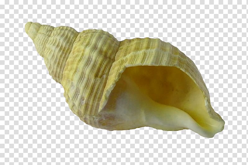 Clam Seashell Gastropod shell, seashell transparent background PNG clipart