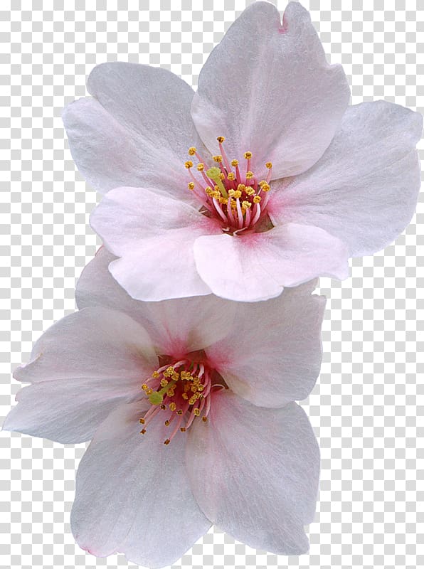 Cherry blossom Flower Zazzle, Peach flowers transparent background PNG clipart