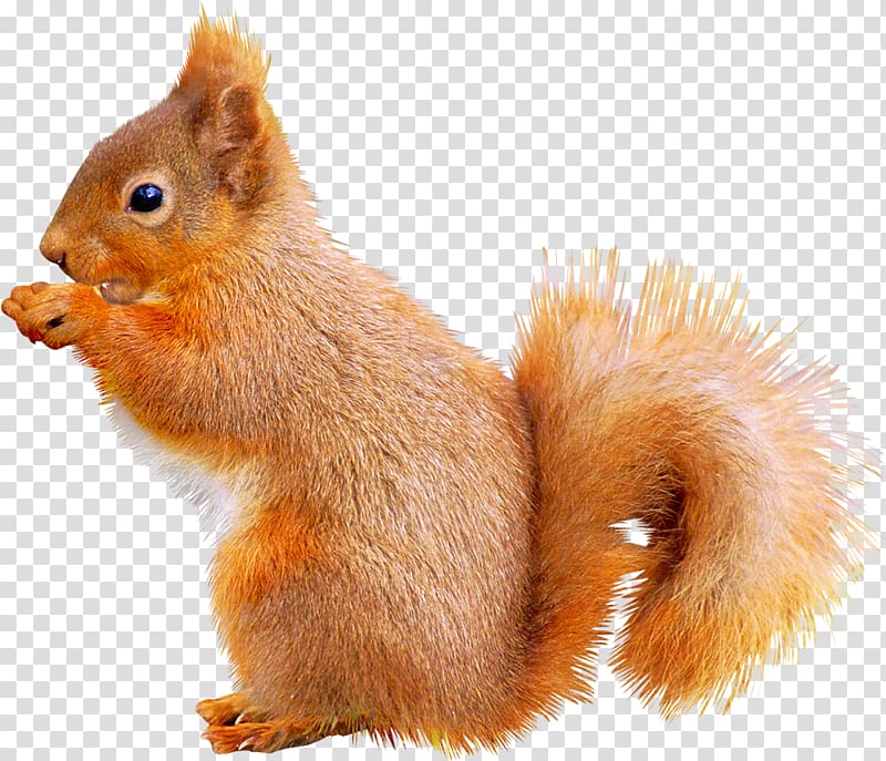 Fox squirrel Animal Icon, Cute squirrel transparent background PNG clipart