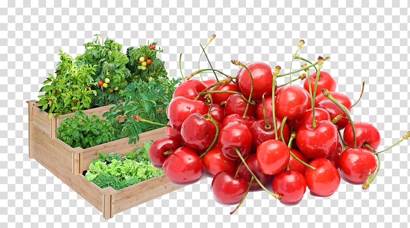 Terrace garden Raised-bed gardening Fence, Cherry and flowers transparent background PNG clipart