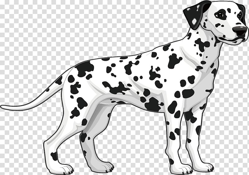 Dalmatian dog Dog breed Illustration, Flat spend Dog transparent background PNG clipart