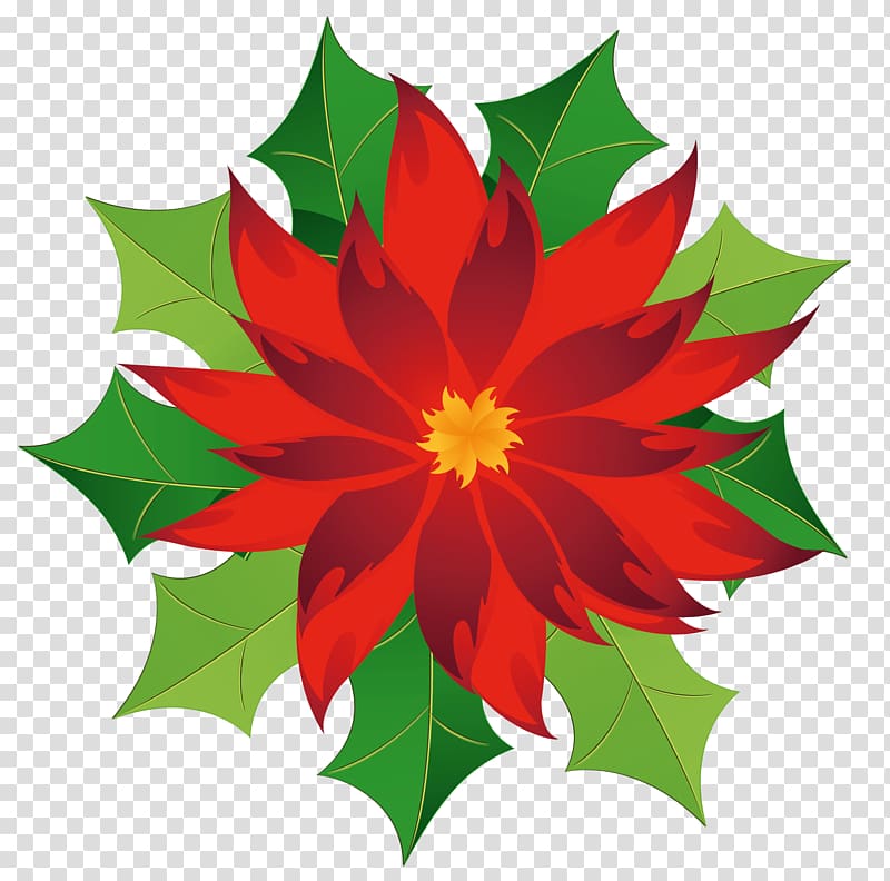 red poinsettia illustration, Poinsettia , Christmas Poinsettia transparent background PNG clipart