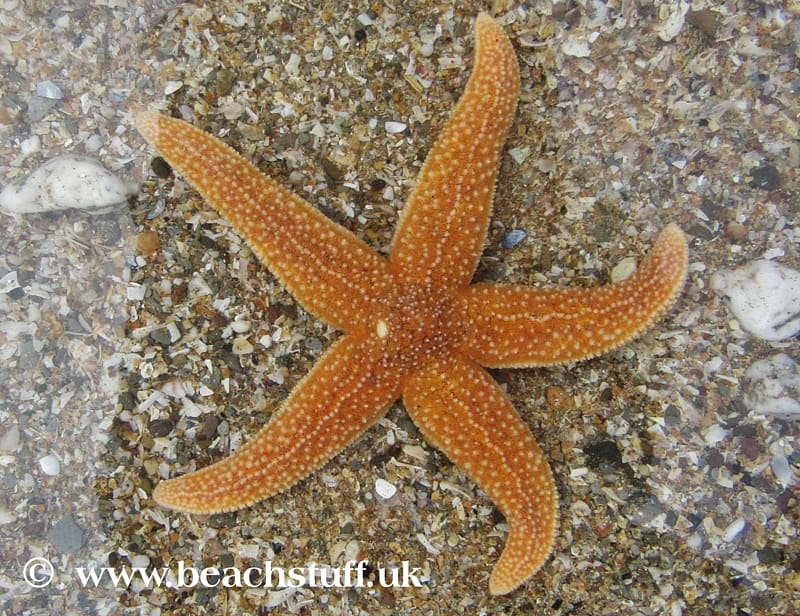 Common starfish Marine invertebrates Echinoderm, starfish transparent background PNG clipart