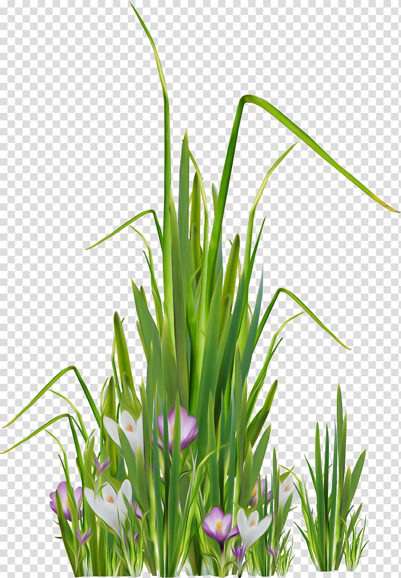 Lawn Meadow , grass transparent background PNG clipart