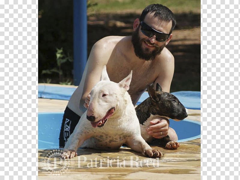 Bull Terrier Dog breed Non-sporting group Snout, bull terrier transparent background PNG clipart