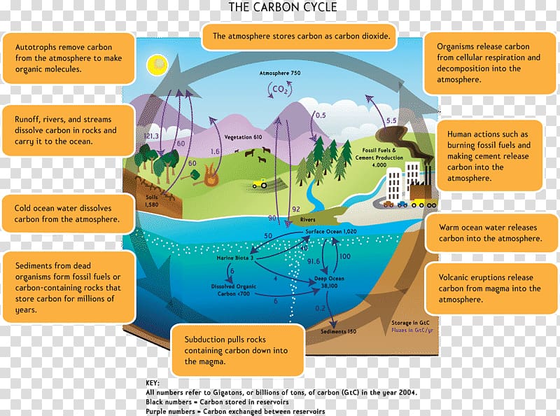 The Carbon Cycle Global warming Greenhouse effect Carbon dioxide, Carbon Cycle transparent background PNG clipart