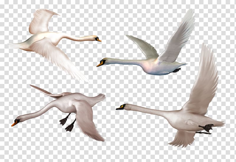 Bird Black swan Whooper swan , Crane Fly transparent background PNG clipart
