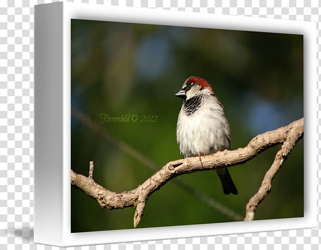 Finches Fauna Beak Feather, House Sparrow transparent background PNG clipart