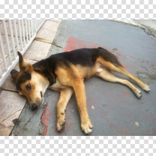 German Shepherd Dog breed Kunming wolfdog Street dog Mongrel, pastor alemao transparent background PNG clipart