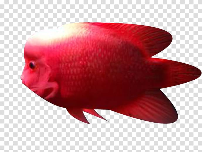 Close-up Fish, Red ocean fish transparent background PNG clipart