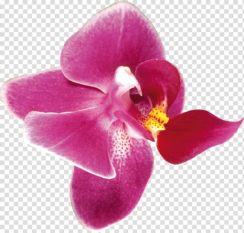 Orchids FIBERAM , orchid transparent background PNG clipart