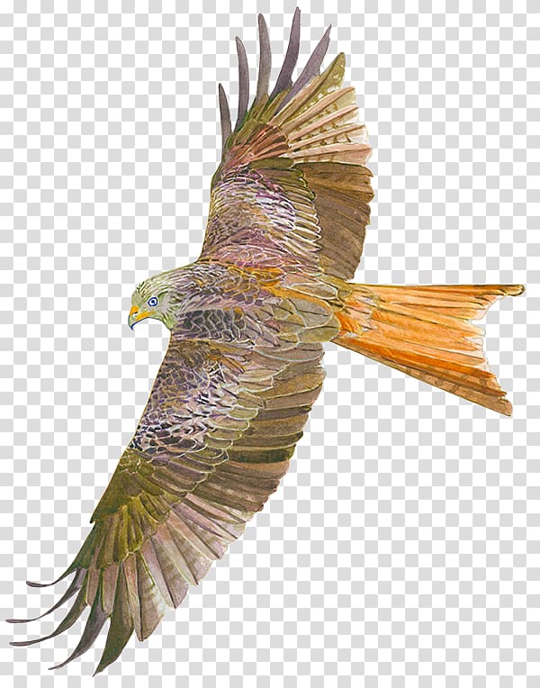 Bird of prey Accipitriformes Buzzard Hawk, kite festival transparent background PNG clipart